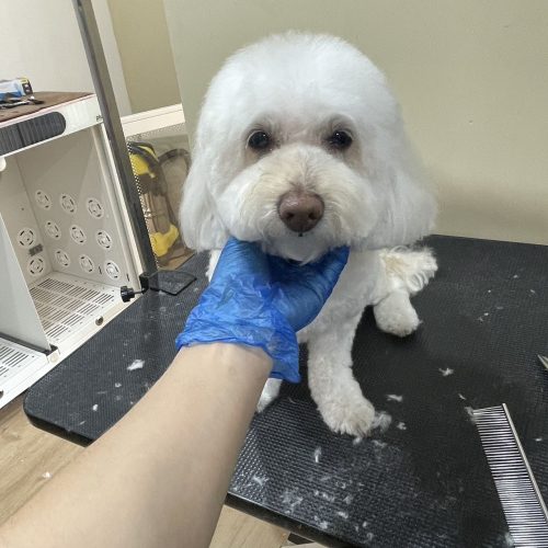 Petopia Studio - Dog Grooming & Pet Daycare near Marrickville