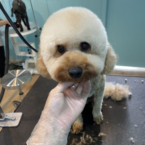 Petopia Studio - Dog Grooming & Pet Daycare near Marrickville