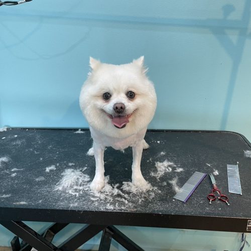 Petopia Studio - Dog Grooming & Pet Daycare near Marrickville